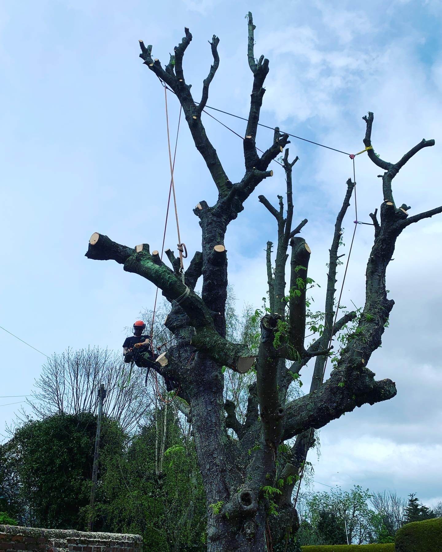 Tree Felling in Crosby