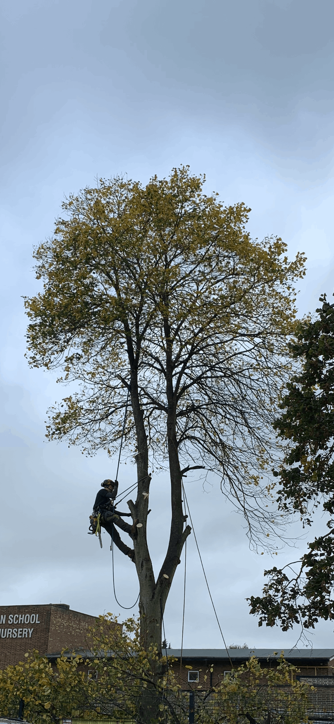 Tree Felling in Crosby