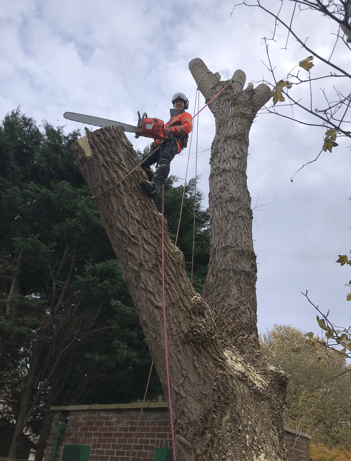 Tree Felling in Crosby