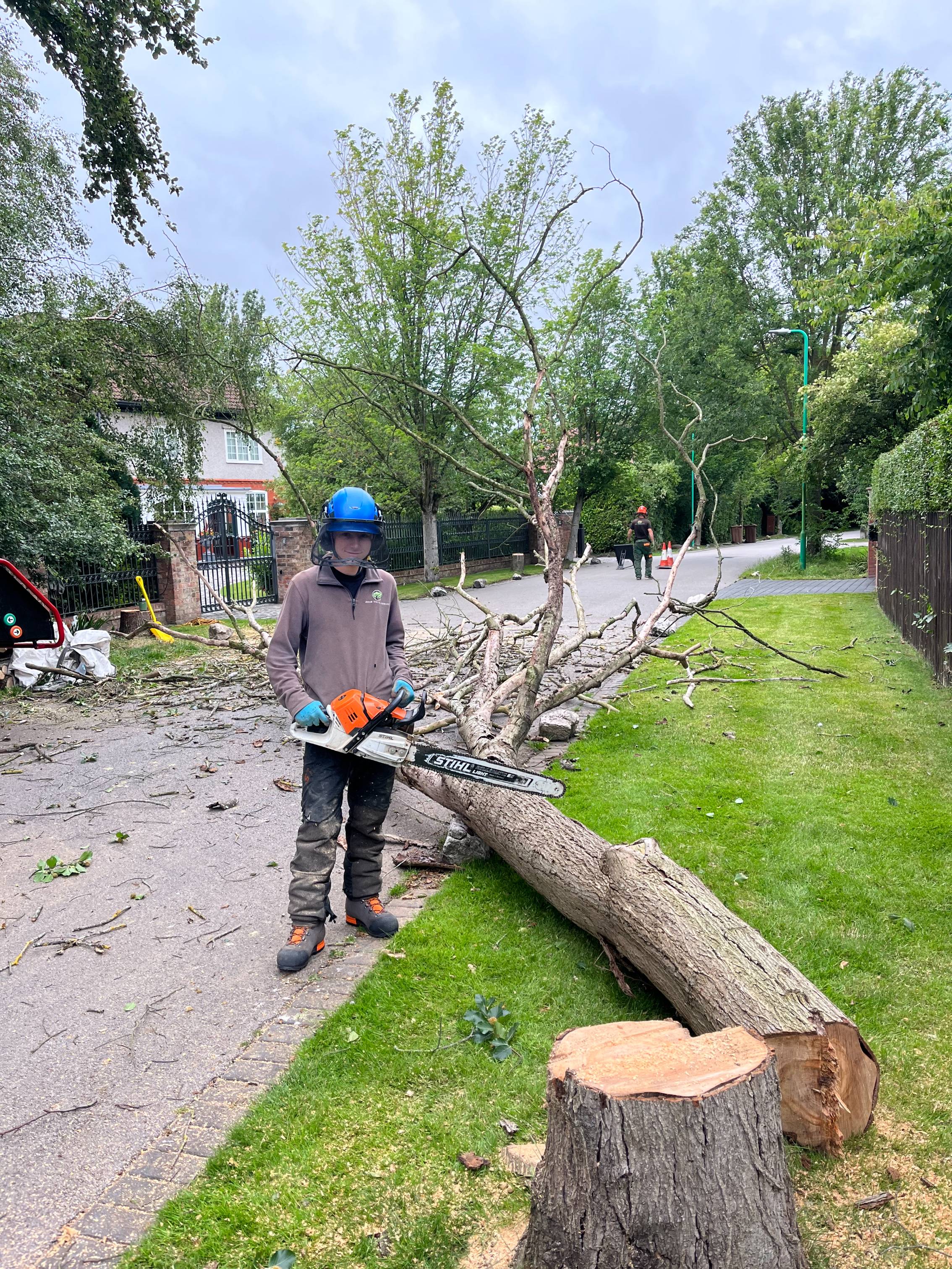 Tree Felling in Crosby