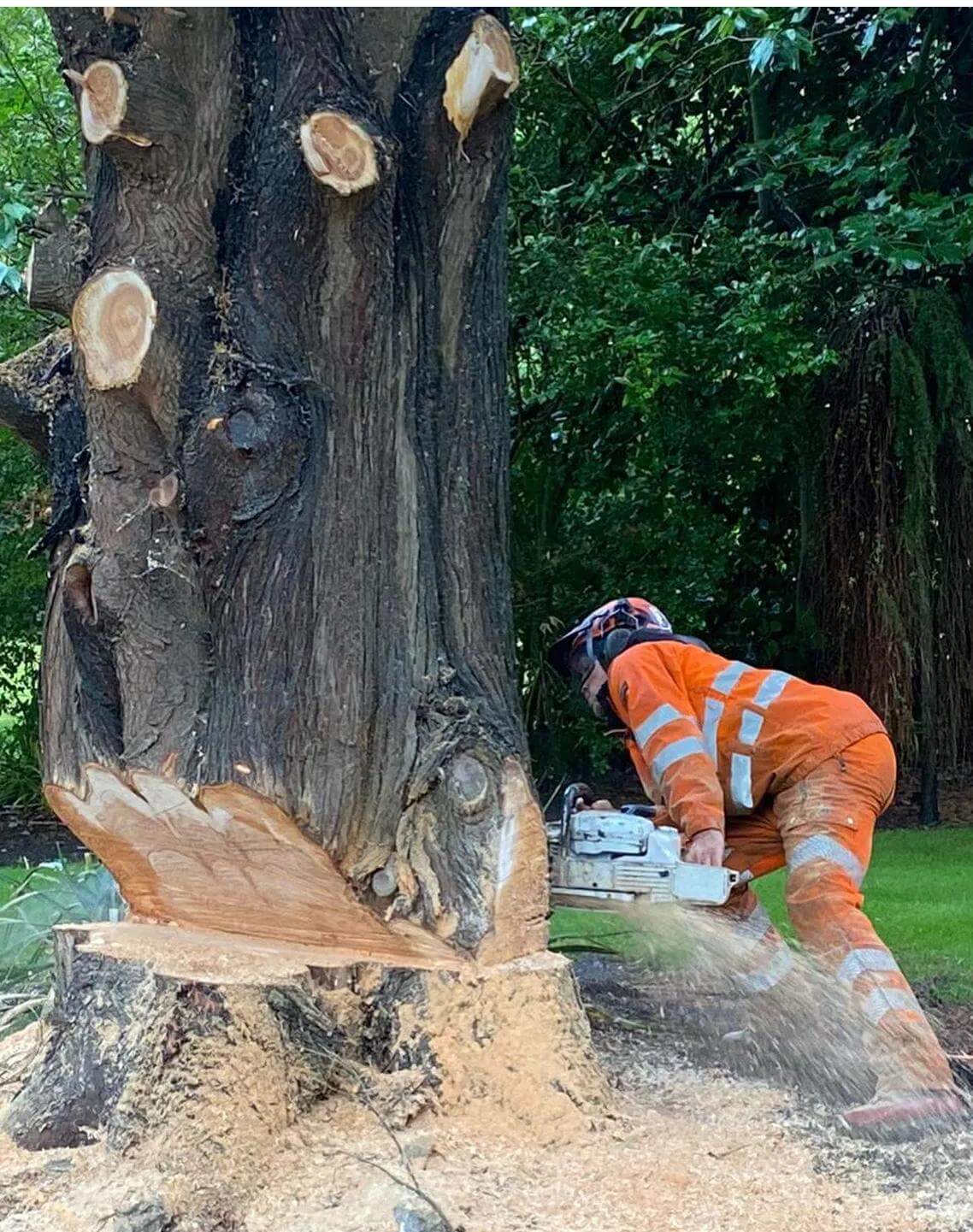 Tree Felling in Crosby