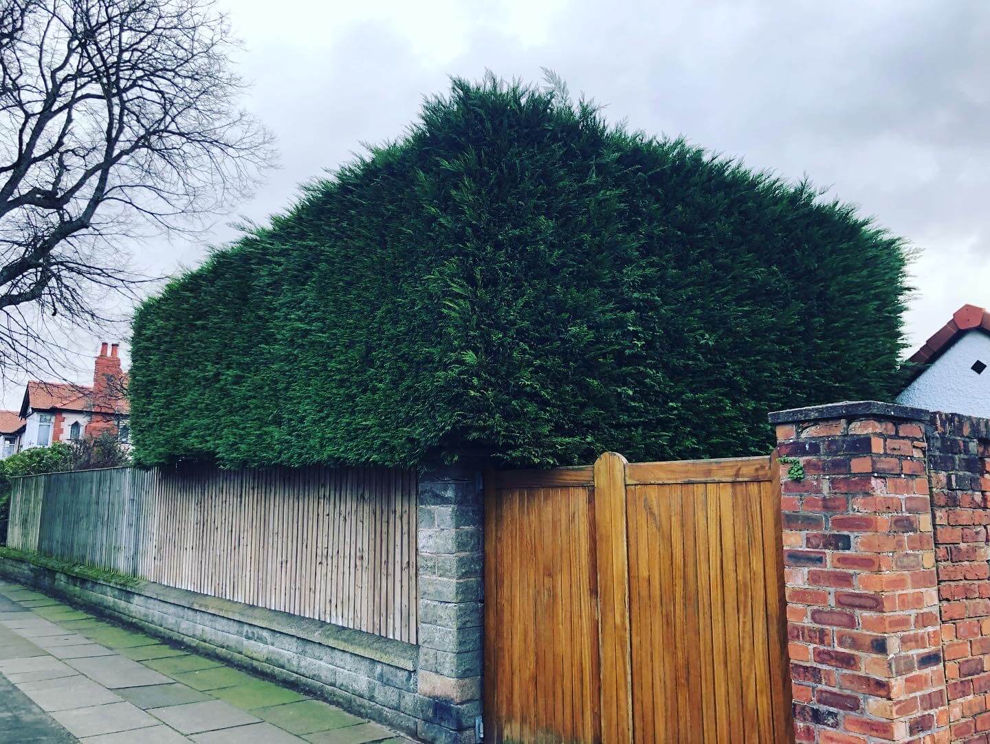 Hedging services Crosby