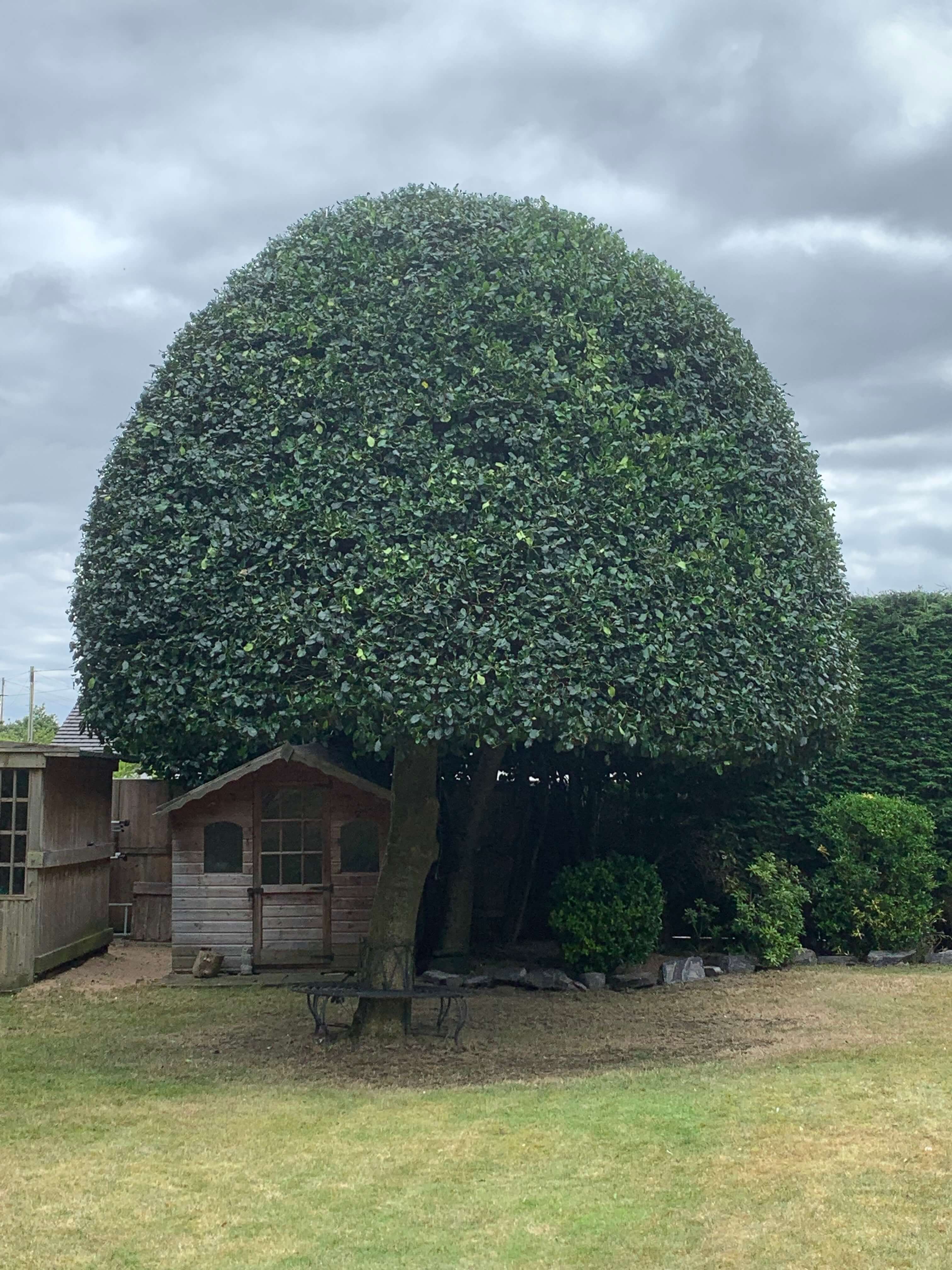 Hedging services Crosby
