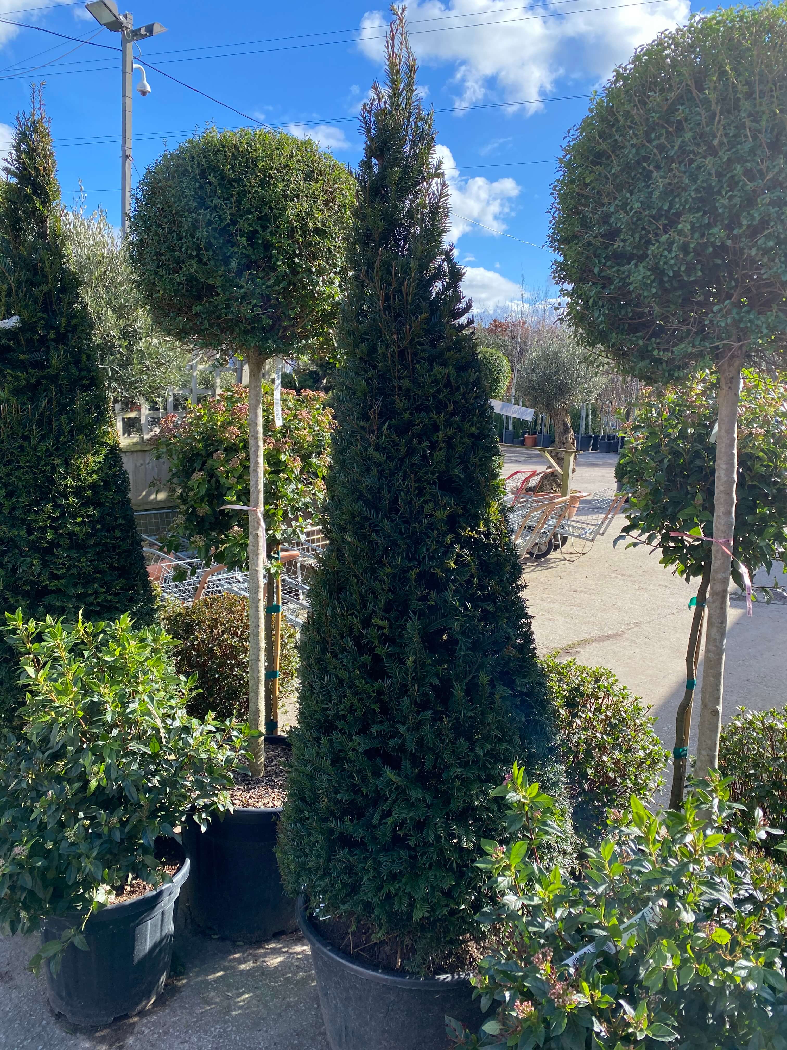 Tree Planting in Crosby