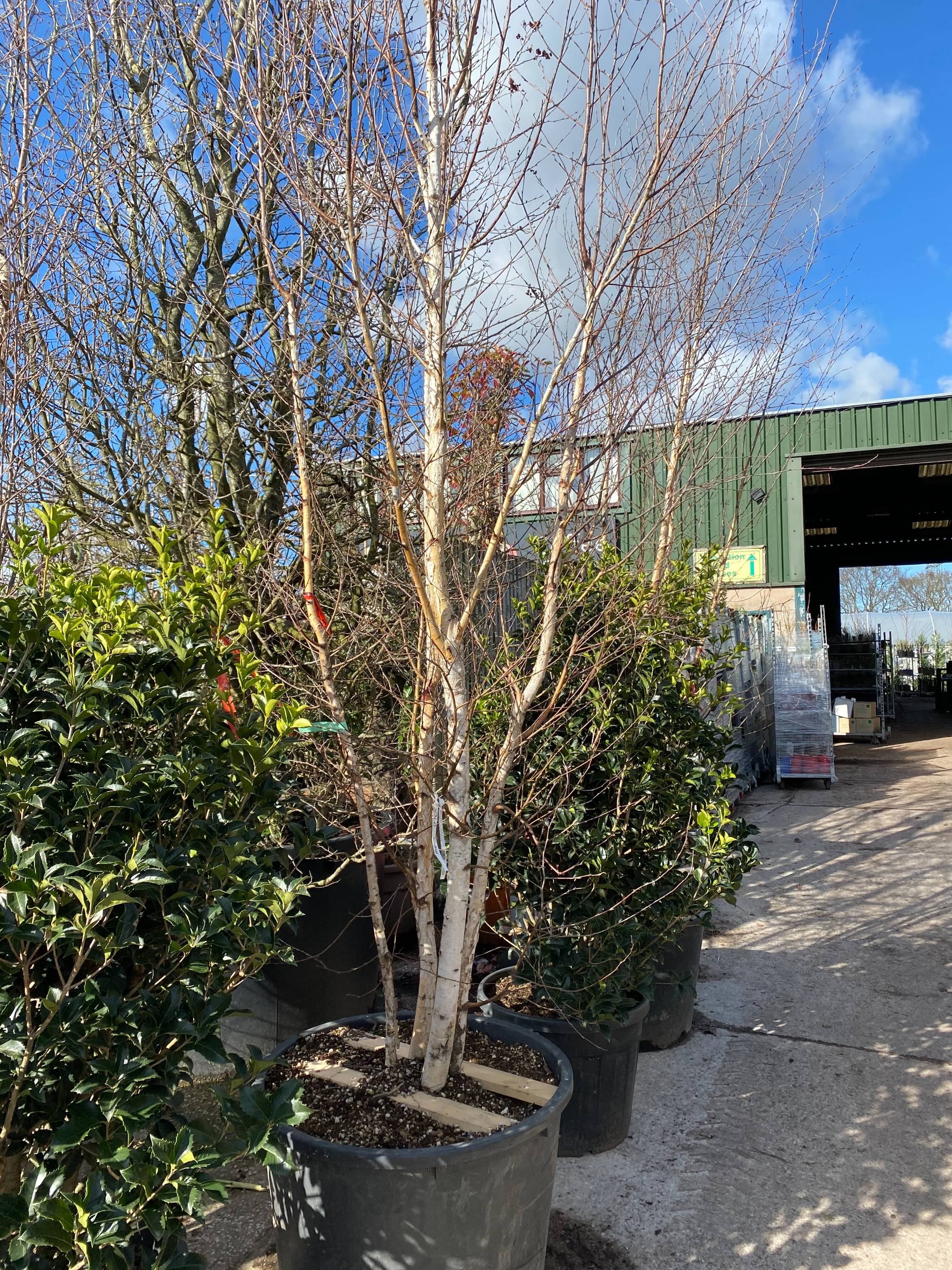 Tree Planting in Crosby