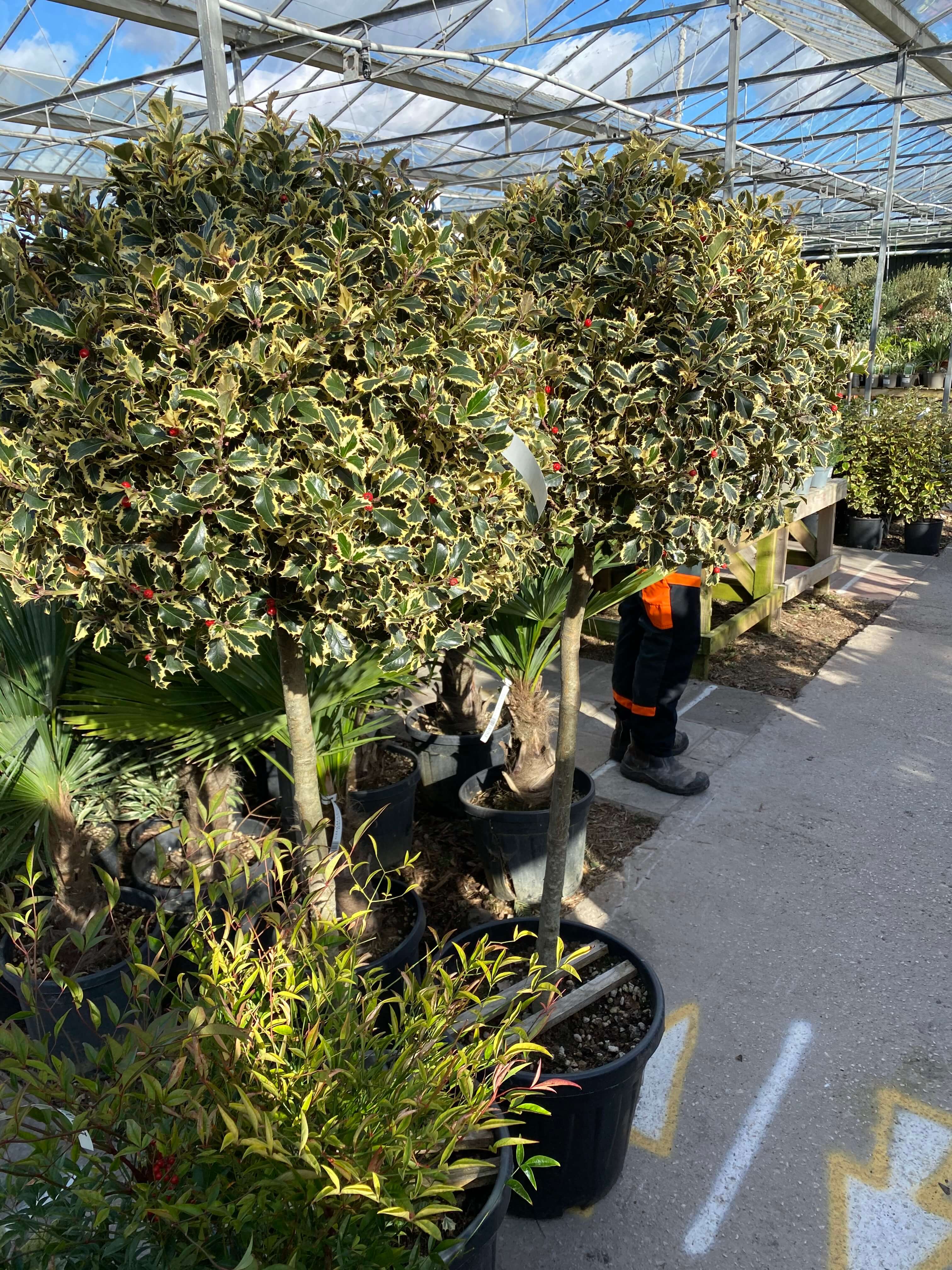 Tree Planting in Crosby