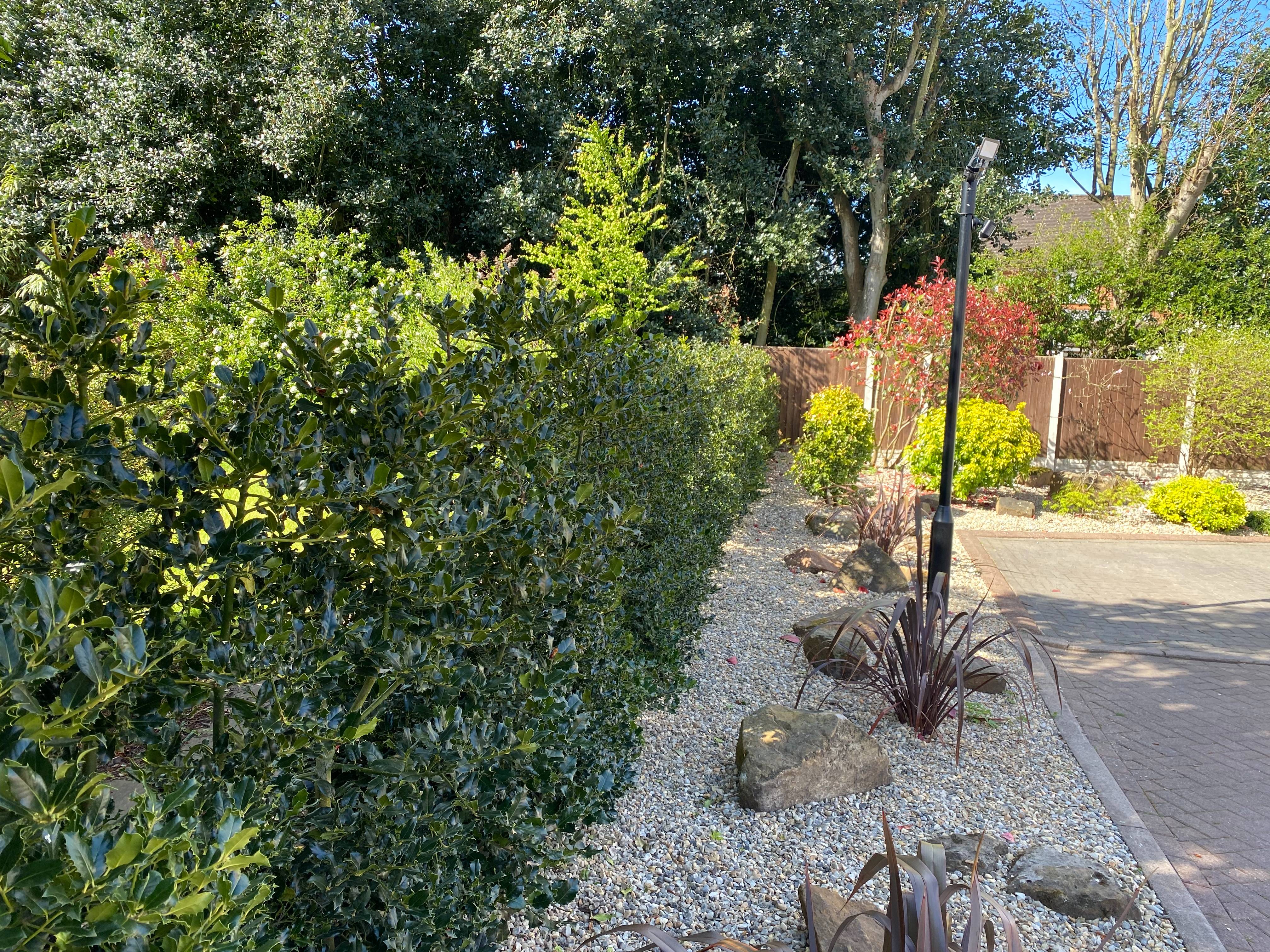 Tree Planting in Crosby