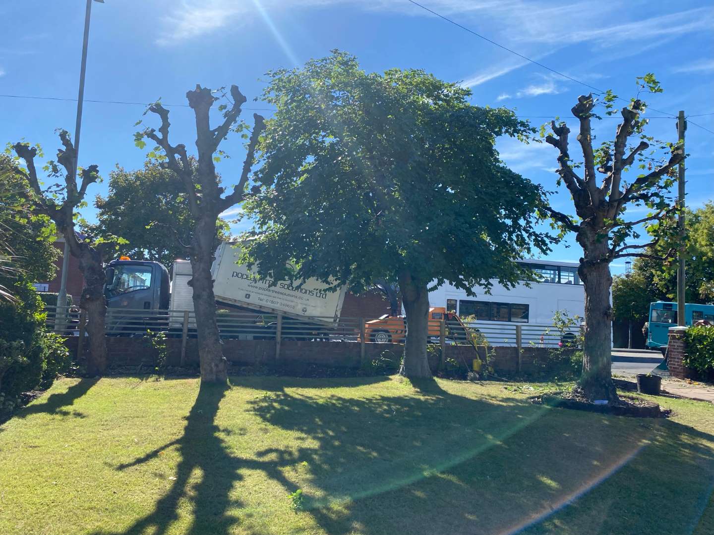 Tree Pruning Crosby