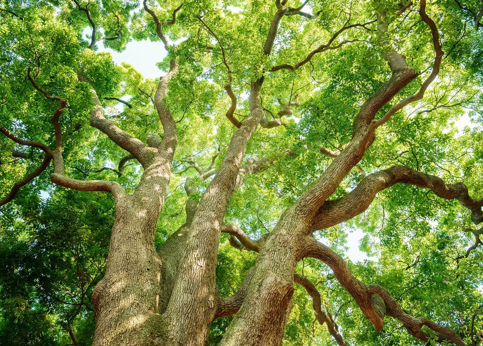 Tree surgeons in the North West